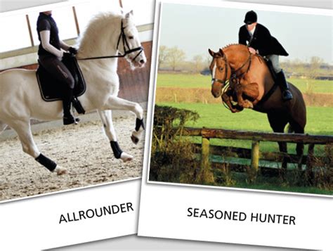 horse quest uk|horses for sale horsequest.